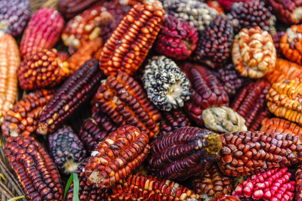 Close up of colourful corncobs