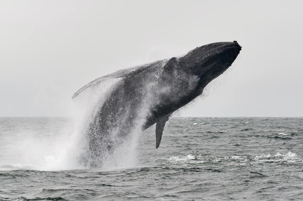 Greyscale photo of a humpback whale leaping from the ocean 
