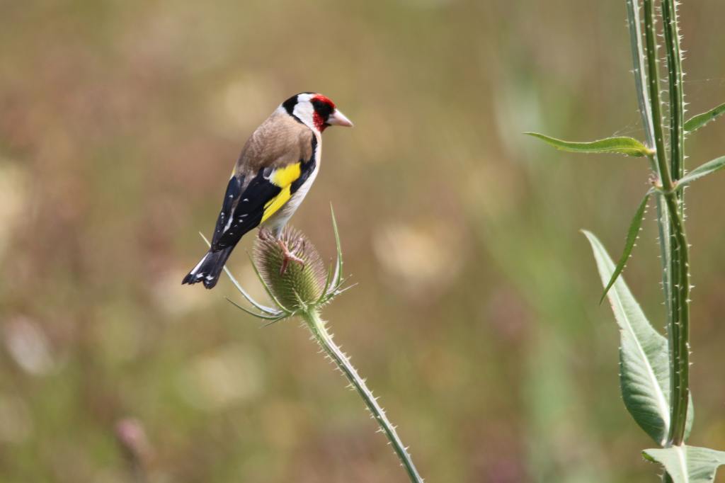 Goldfinch sitting on a teasel