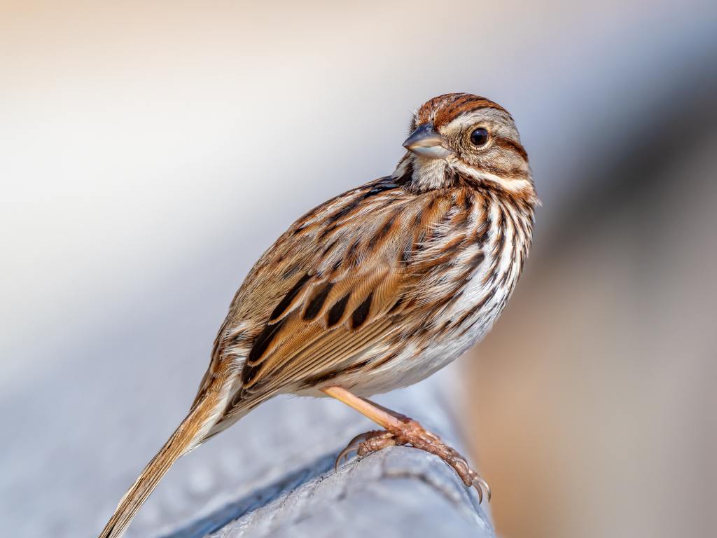Photo of a song sparrow