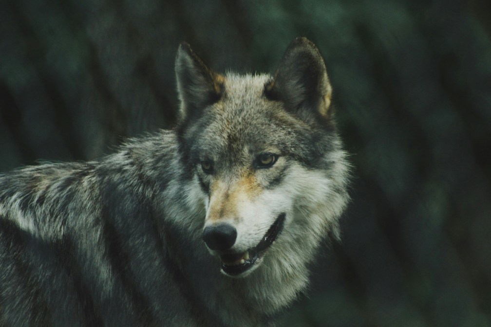 Close up of a gray wolf