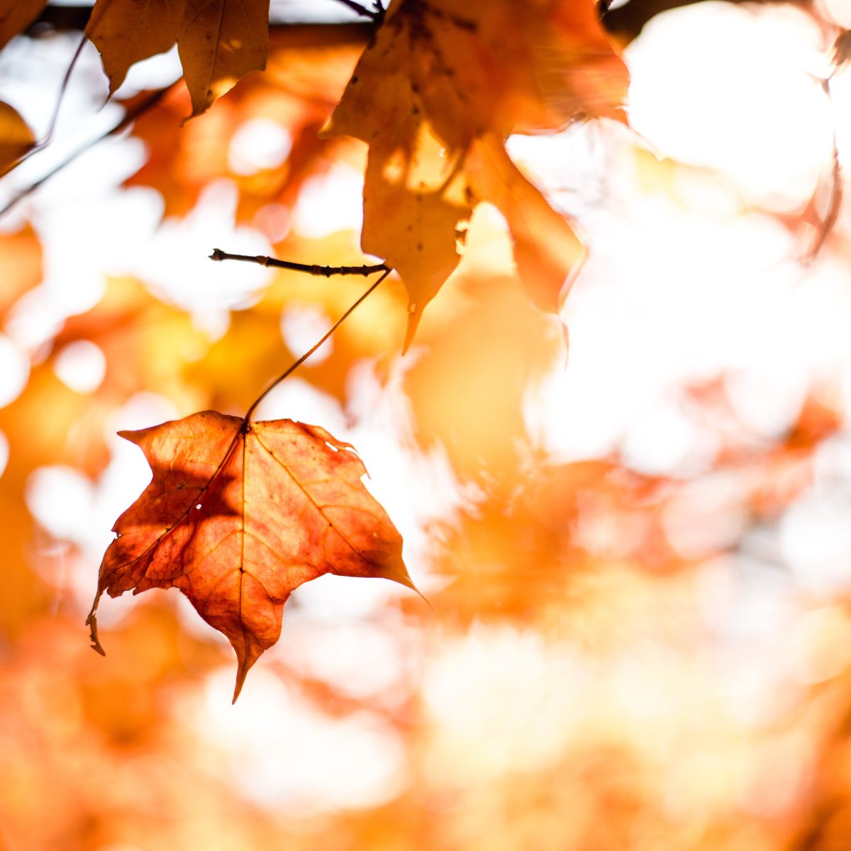 Death of a&nbsp;grammarian