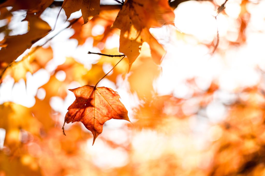 Close up photo of maple leaf in autumn with shallow depth of field