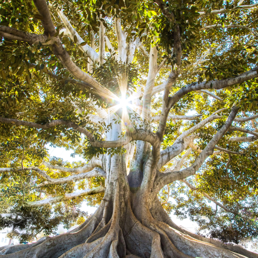 Large tree with enormous roots, and the sun streaming through its branches