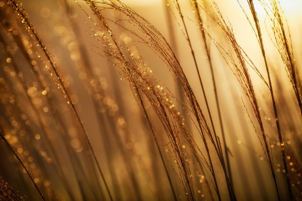 Golden grass covered in dew.