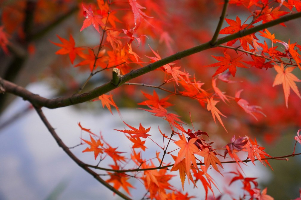 Branch on a red maple.