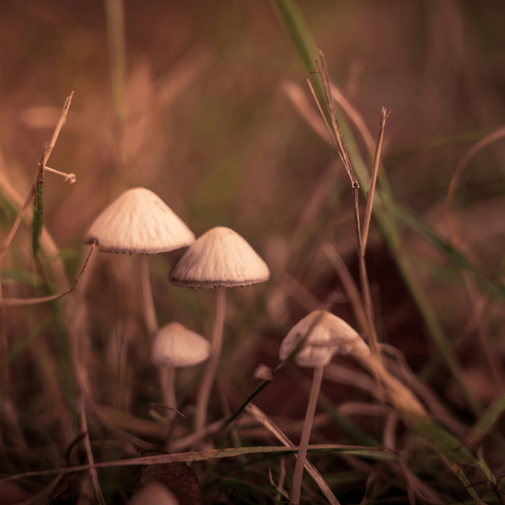 A close up of psilocybin mushrooms.
