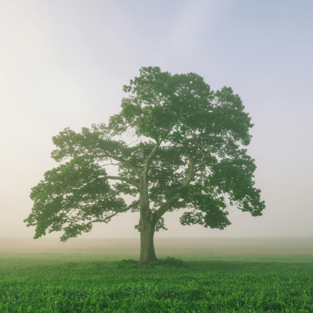 A tree in a field.